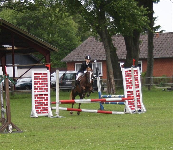 Welsh Pony (sec B) Welsh Glories van Mikkel - Ynglingsbilled fra LC i bylderup-bov billede 5