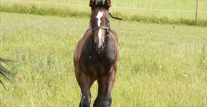 Dansk Varmblod AMMENDRUP NYGÅRD'S FANCY billede 11