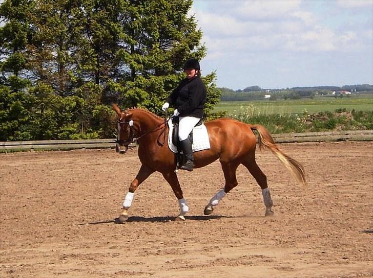 Dansk Varmblod Kasandra Ditlev billede 17