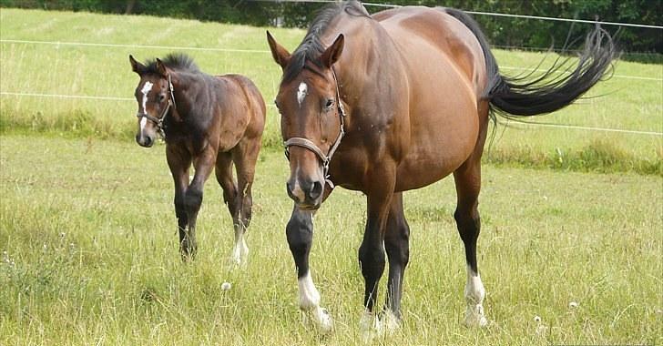 Dansk Varmblod AMMENDRUP NYGÅRD'S FANCY billede 12