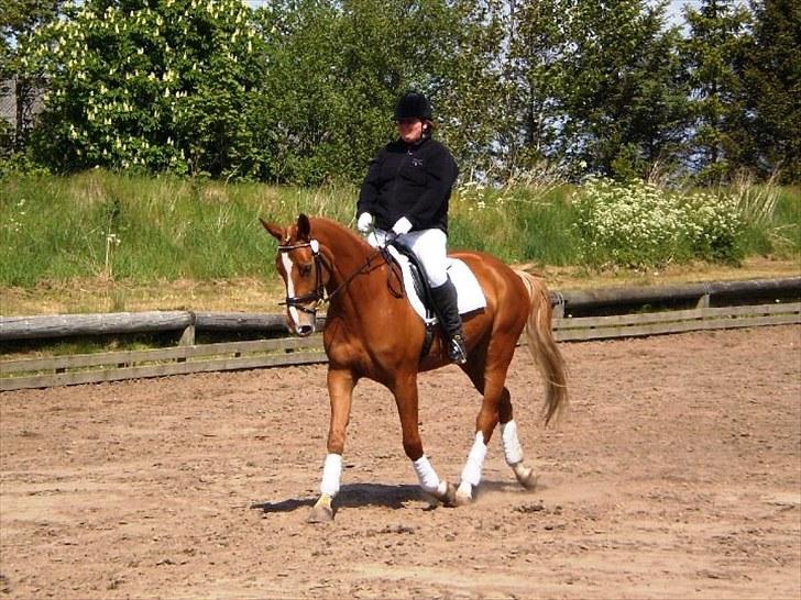 Dansk Varmblod Kasandra Ditlev billede 18