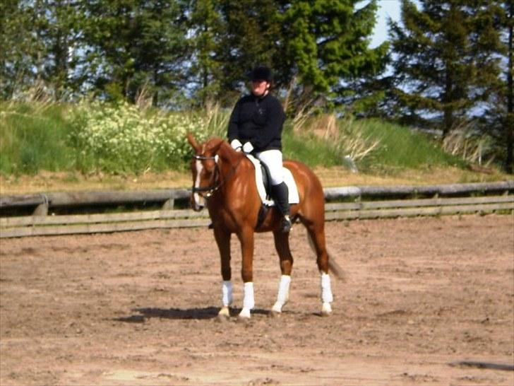 Dansk Varmblod Kasandra Ditlev billede 19