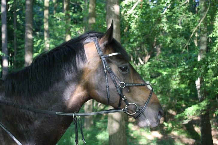 Hollandsk Varmblod Valco - velkommen til Valcos profil :) billede 1
