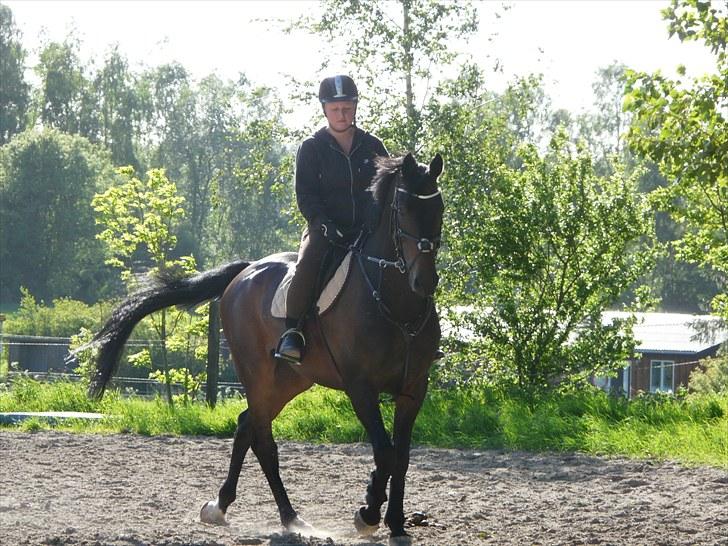 Hollandsk Varmblod Valco - første dag jeg har ham og første tur på banen :) billede 2