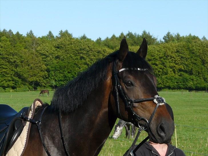Hollandsk Varmblod Valco - første dag en tur nede ved foldende :) billede 3
