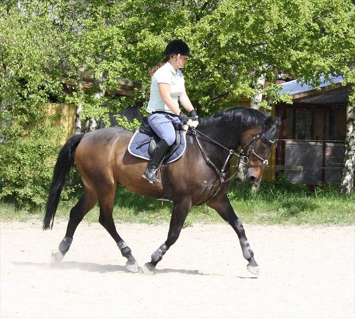 Hollandsk Varmblod Valco - opvarmning inden spring. billede 4