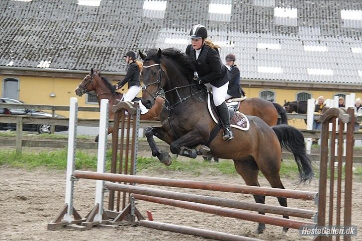 Hollandsk Varmblod Valco - 80 cm til det første stævne da jeg havde haft ham i 10 dage :) fejlfri.. billede 5