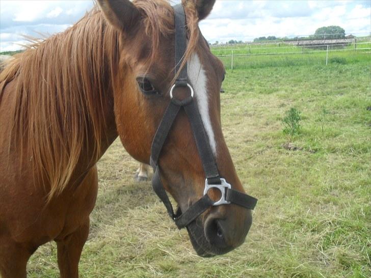 DSP /Araber Kasmir Min drøm<3 - kasmir havde fået viklet grimen ind da vi kom på folden hehe billede 12