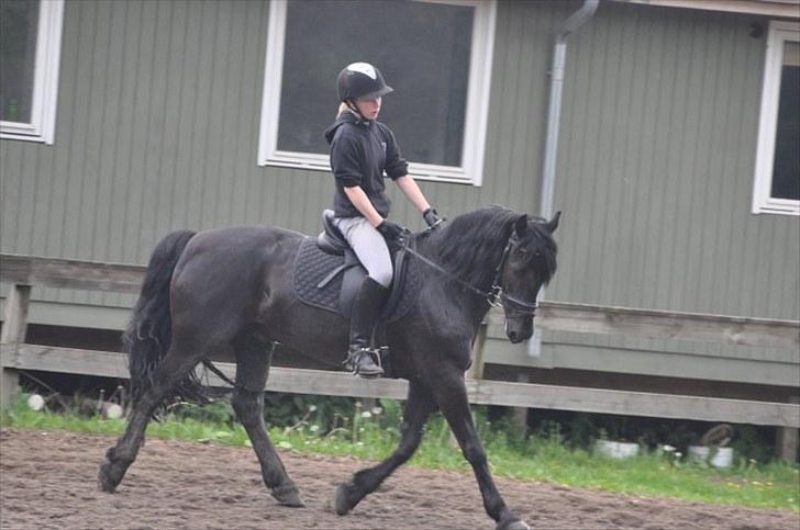Welsh Cob (sec D) Tolstrups Kahjal - Træning i snarlig regnvejr... Billede: Josefine Müntzberg ? billede 15