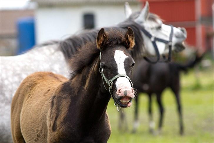 DSP GO Webmaster *solgt* - 20.06.10 billede 7