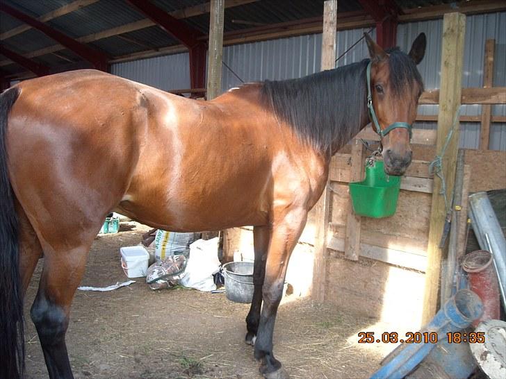 Traver haniball†16-05-2011† - nyt billede:) billede 9