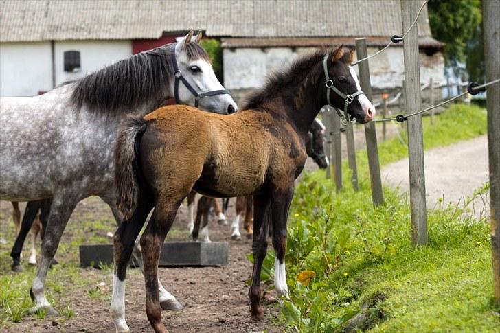 DSP GO Webmaster *solgt* - 20.06.10 billede 8