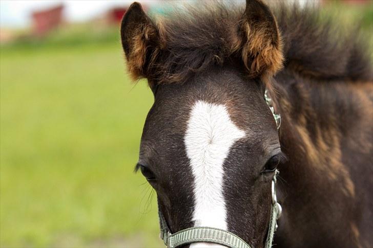 DSP GO Webmaster *solgt* - 20.06.10 billede 9