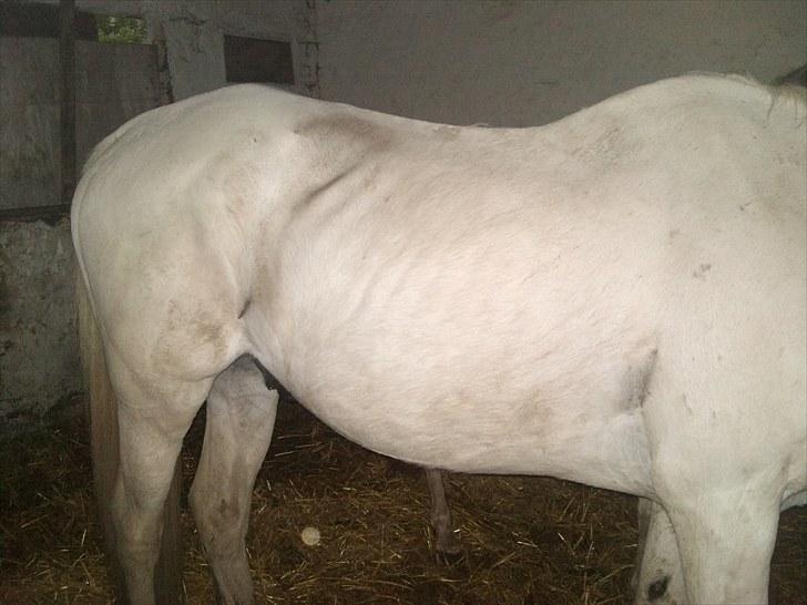 Anden særlig race mosegrisen billede 20