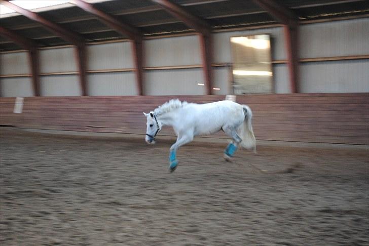 Anden særlig race Ronja - Ronja hygger sig i hallen:P billede 2