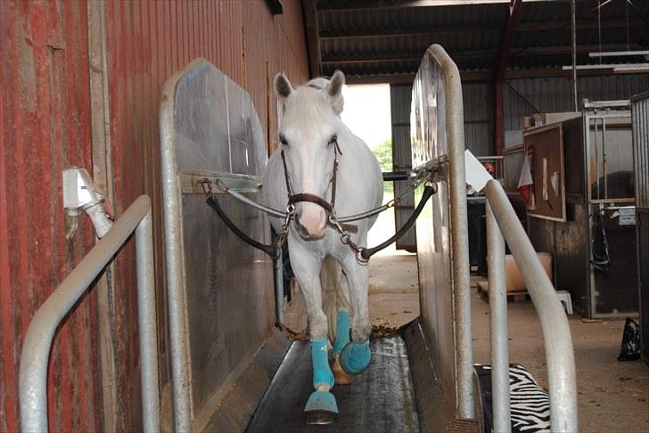 Anden særlig race Ronja - Ronja på bon:D billede 3