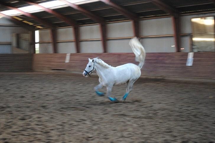 Anden særlig race Ronja -  :) billede 4