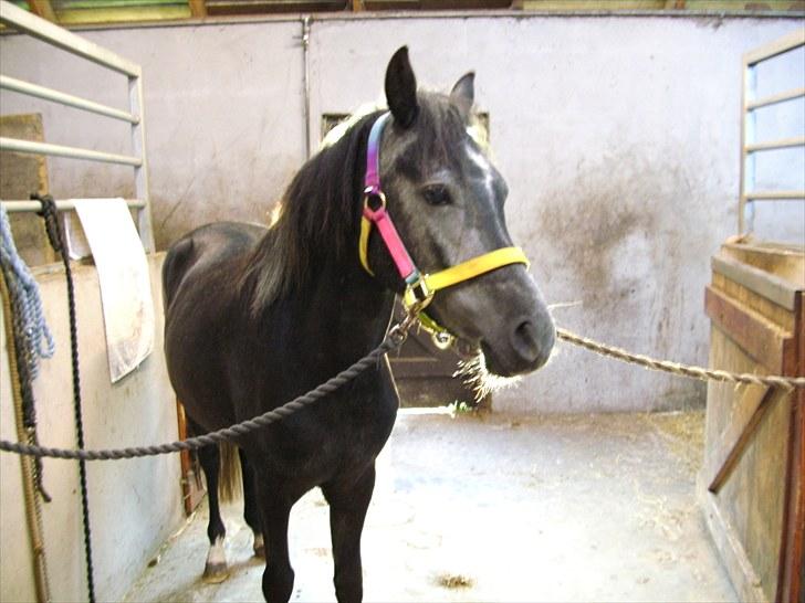 New Forest Løgtholt´s Fidika *R.I.P* - Velkommen til Fidika´s Profil. Smukke "Mummi" :D billede 1