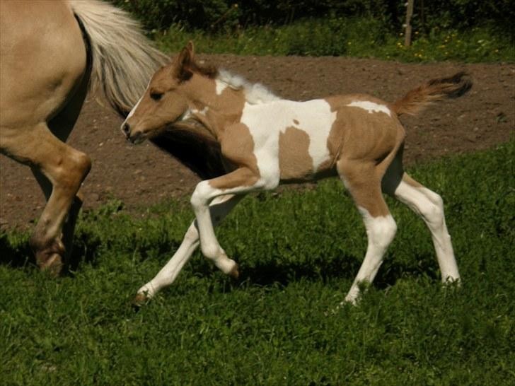 Anden særlig race Freja billede 8