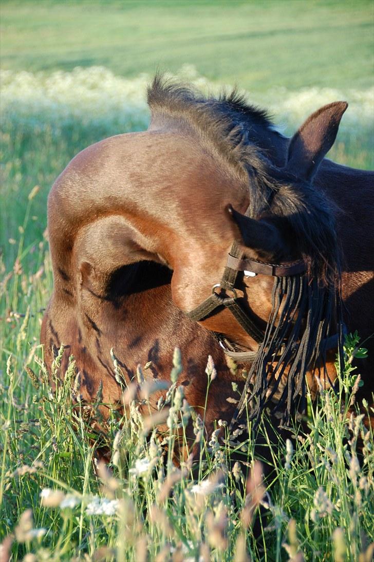 Traver Linda egely *rip* - er jeg ikke køn?? billede 1