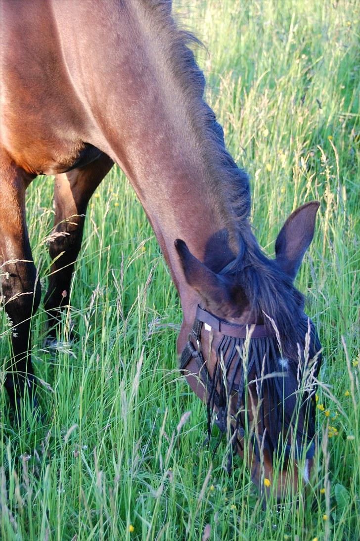 Traver Linda egely *rip* billede 2