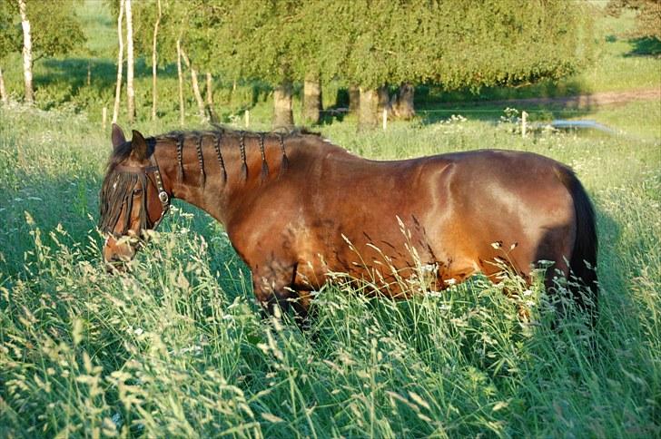 Traver Linda egely *rip* billede 3