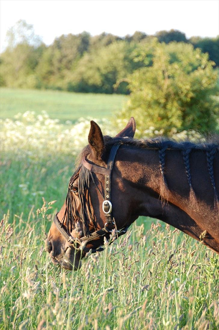 Traver Linda egely *rip* billede 4