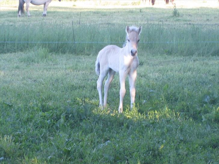 Fjordhest Larsmindes Blomst(solgt) billede 1