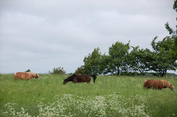 Traver Linda egely *rip* billede 5