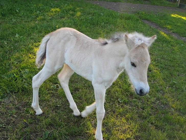 Fjordhest Larsmindes Blomst(solgt) billede 2