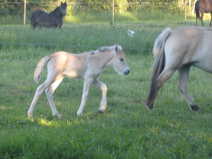 Fjordhest Larsmindes Blomst(solgt) billede 3