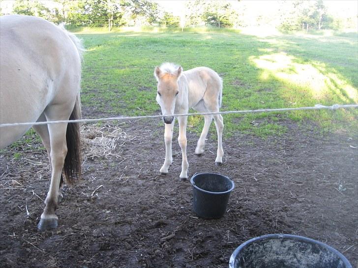 Fjordhest Larsmindes Blomst(solgt) billede 4