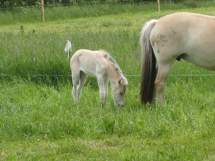 Fjordhest Larsmindes Blomst(solgt) billede 5