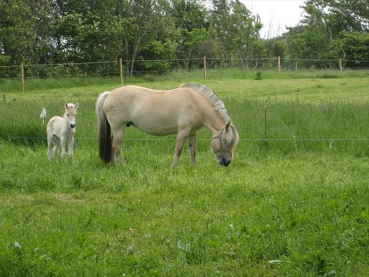 Fjordhest Larsmindes Blomst(solgt) billede 6