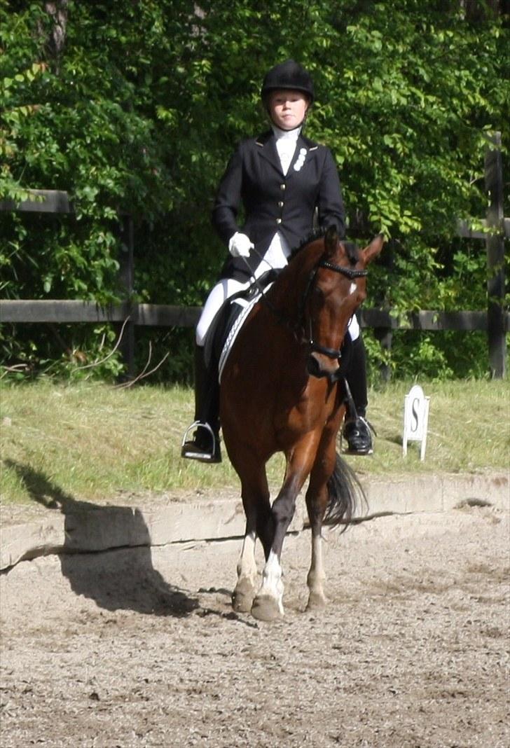 Hollandsk Sportspony Olaf *B-pony*  SOLGT - Versade i Epona La6 - 65,26% B-pony! billede 16