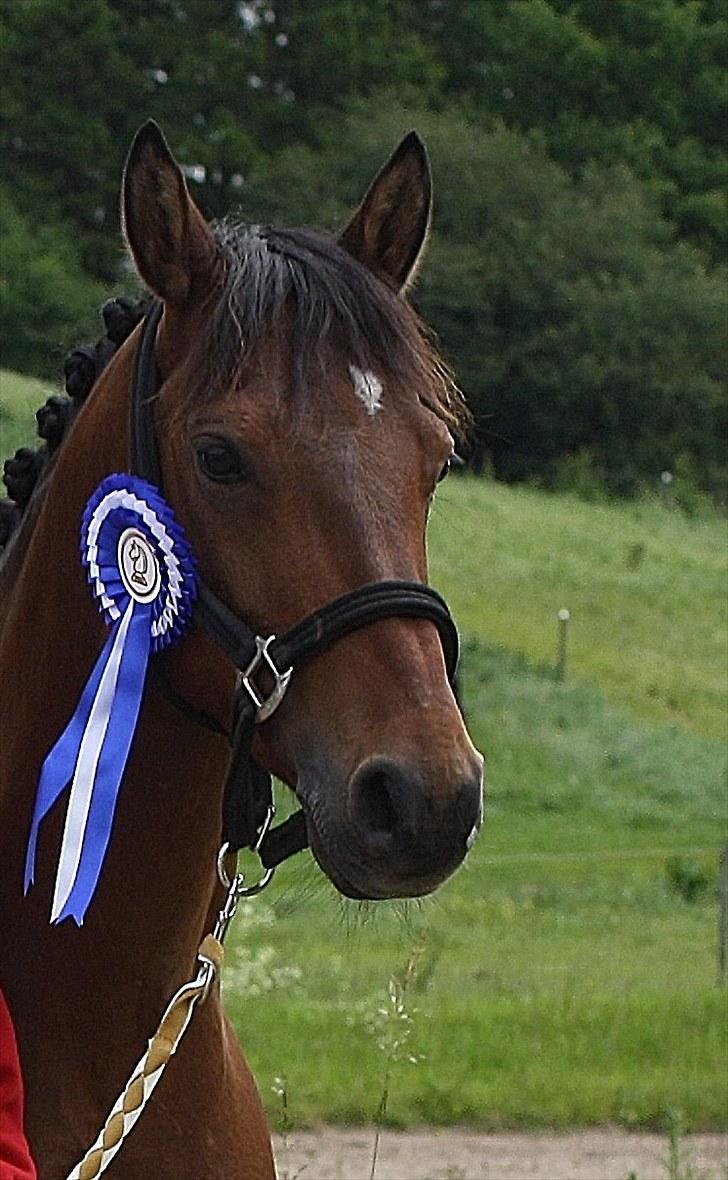 Hollandsk Sportspony Olaf *B-pony*  SOLGT - 2. plads i første LA6 med 65,26% B-pony! billede 17