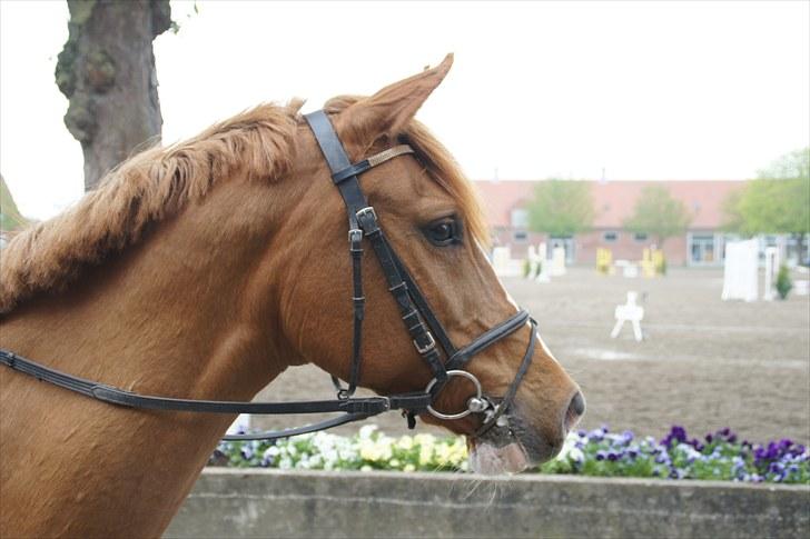 Anden særlig race BeautyButterfly-flipSolgt billede 8