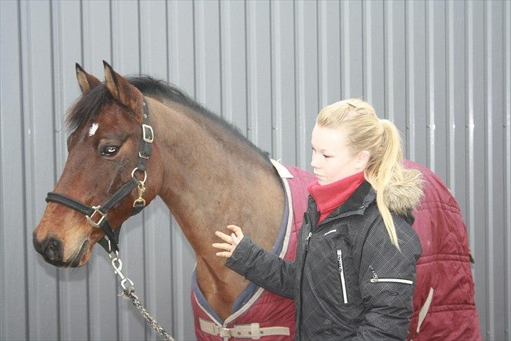 Hollandsk Sportspony Olaf *B-pony*  SOLGT - den sidste dag, jeg elsker dig og det vil jeg altid gøre ! <3 billede 20