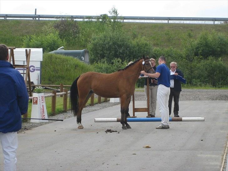 DSP Larsmindes Cassiopeia billede 8