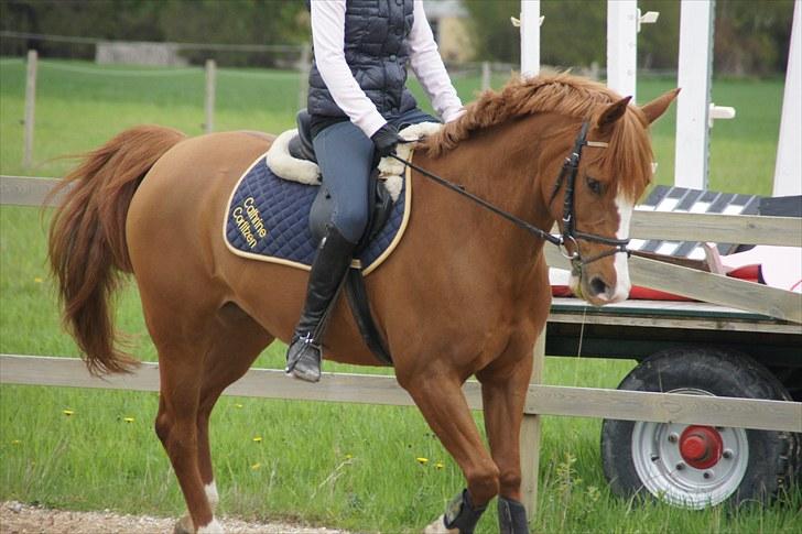 Anden særlig race BeautyButterfly-flipSolgt billede 10