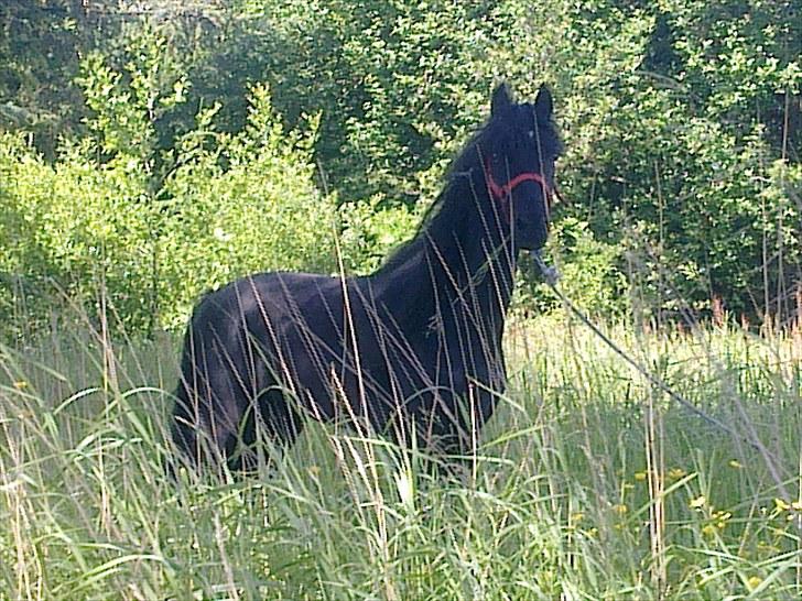 Dartmoor Lancelot - Solgt billede 11