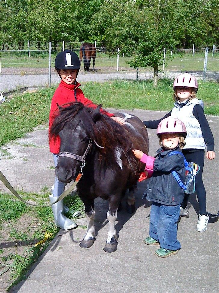 Shetlænder Josephine  *min moster´s - Lige inden hun smed mig af striglede vi hende <3 billede 5