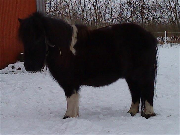 Shetlænder Josephine  *min moster´s - Josephine i sne. billede 6