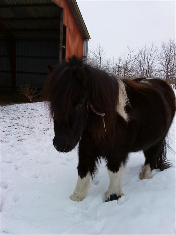 Shetlænder Josephine  *min moster´s - Josephine har smidt sin grime rundt om halsen i sneen  billede 7