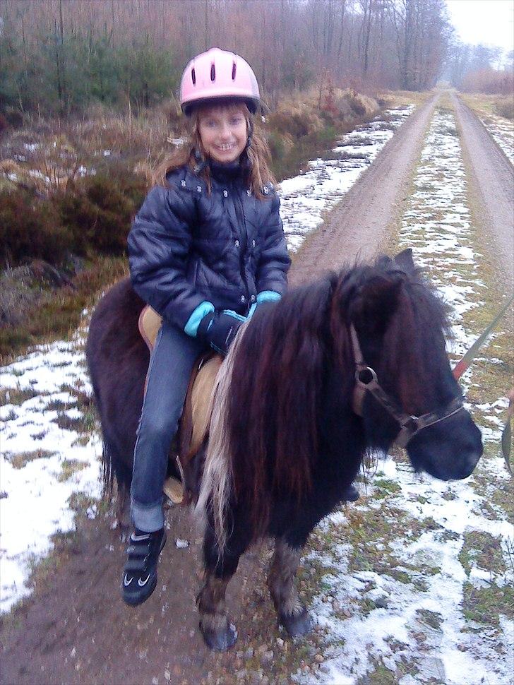 Shetlænder Josephine  *min moster´s - Jeg ser dum ud!!!    men Josephine ser sød ud ( : billede 8