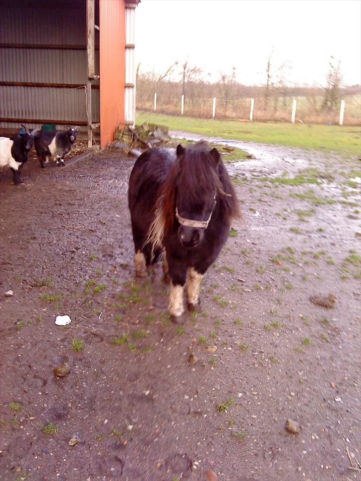 Shetlænder Josephine  *min moster´s - Lille Josephine på sin mark billede 9