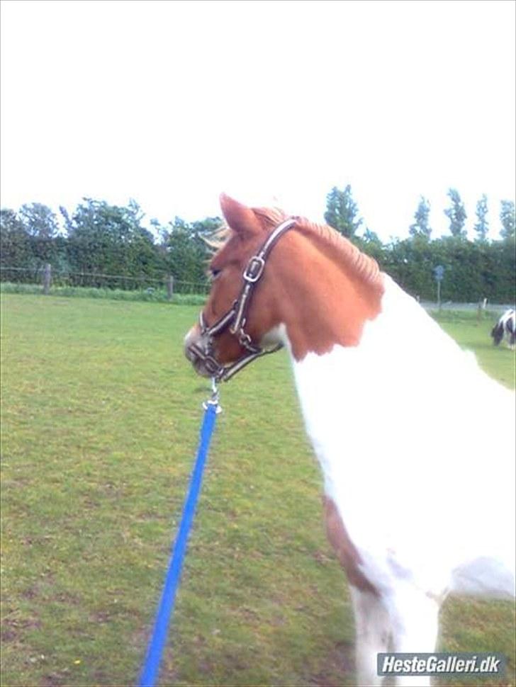 Welsh Mountain (sec A) Sasia(Pølle) SOLGT - <3 billede 11