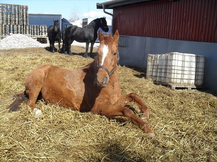 DSP /Araber Kasmir Min drøm<3 billede 13