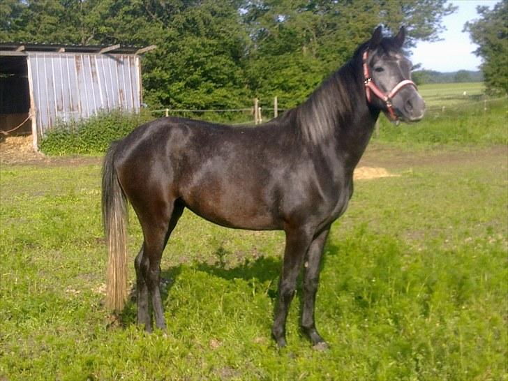 New Forest Løgtholt´s Fidika *R.I.P* billede 2