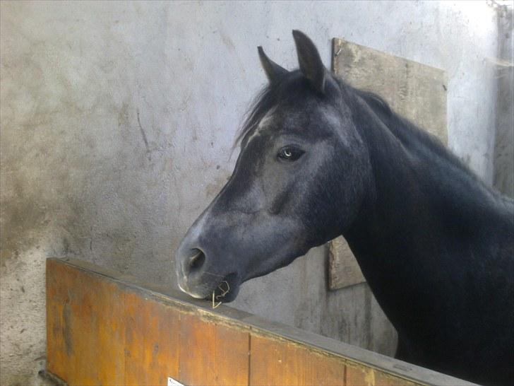 New Forest Løgtholt´s Fidika *R.I.P* billede 3